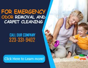Mildew Inspection - Carpet Cleaning West Hollywood, CA